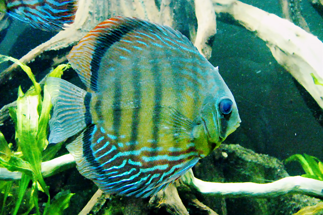 Striped_IMG_7850fpc=640.jpg