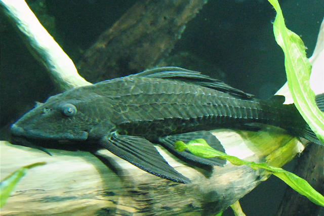 BlackFishIMG_7852fpc=640.jpg