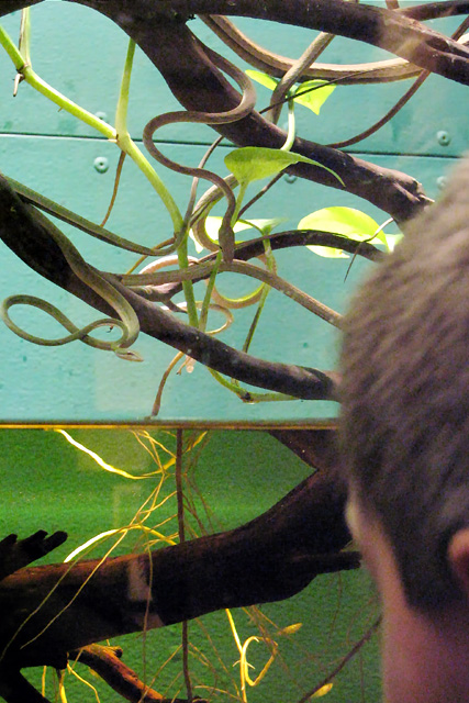 IzSnakes_IMG_7868fpc=640.jpg
