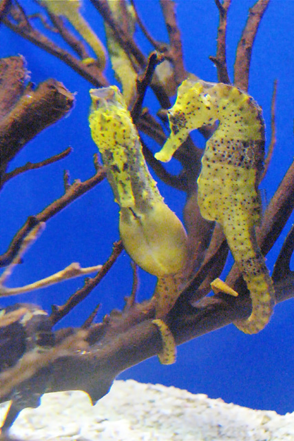 Seahorses_IMG_7896fpc=640.jpg