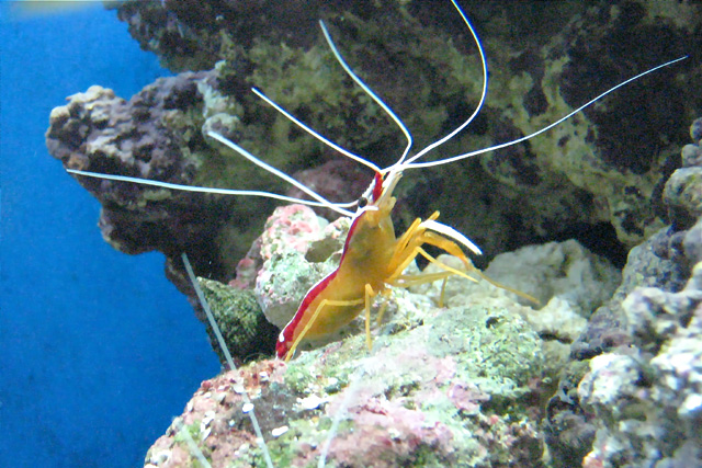 Shrimp_IMG_7886fpc=640.jpg
