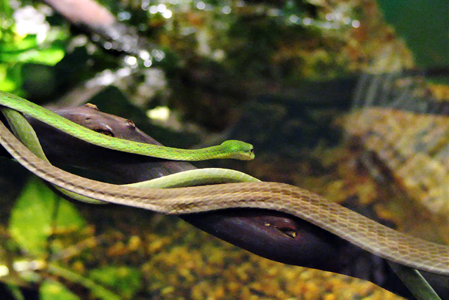 Snakes_IMG_7858fpc=640.jpg