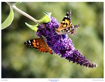 Painted Lady Butterflies