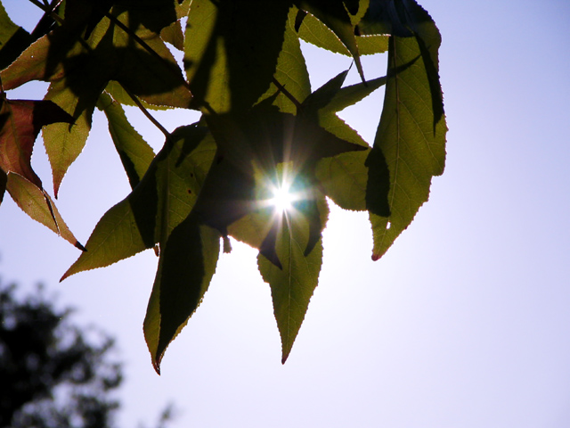Leaves-Flare_IMG_0099-fpc-DPC-9.jpg