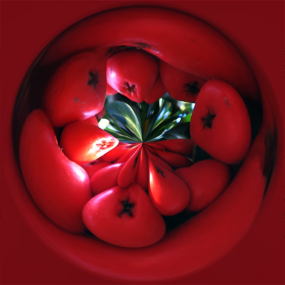 BerryPolar-1dpcFPC-8.jpg
