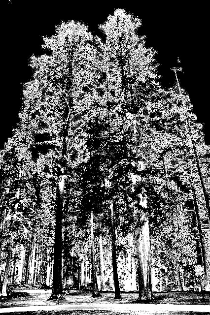 Firs-gs_by_joebok