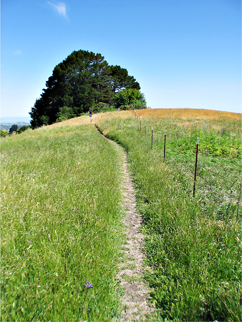 PathTree_IMG_2449-DPC.jpg