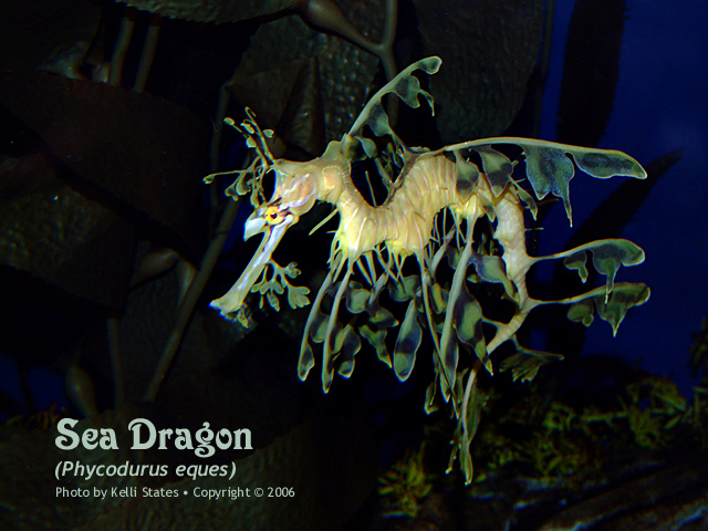 SeaDragon-USM16-Type.jpg