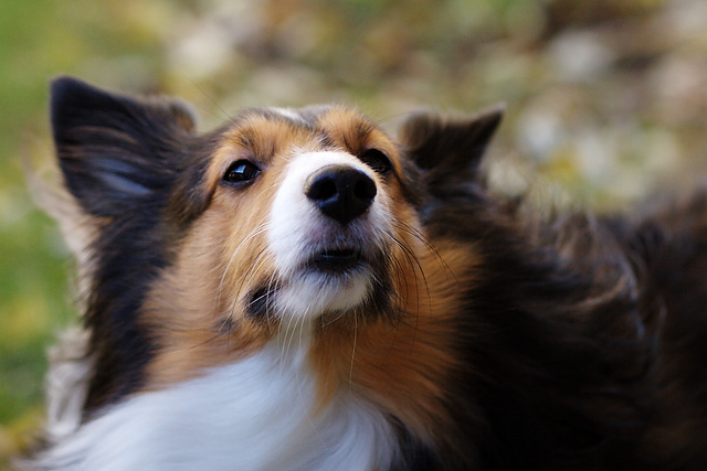 Dog_by_routerguy666.jpg