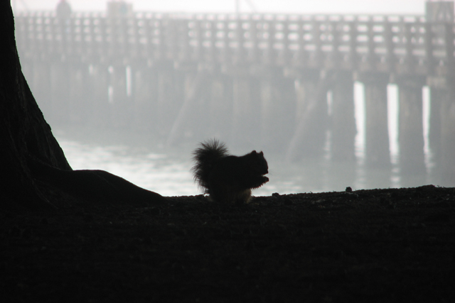 Seaside Squirrel