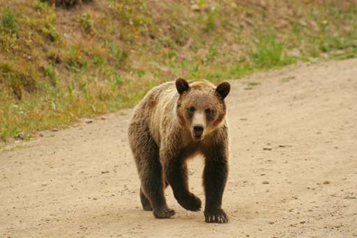 Bear_by_marmad02-adj.jpg
