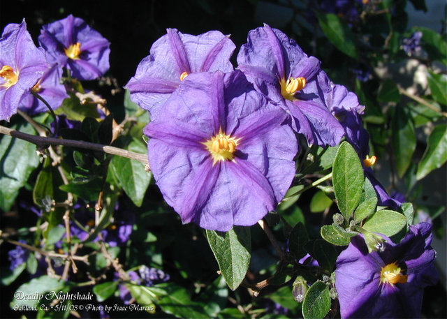 Deadly Nightshade (5x7 full-frame)