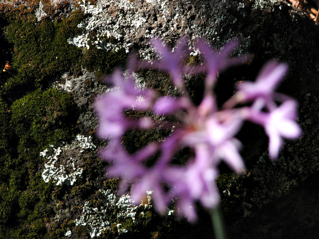 AgaMoss-B_IMG_4100-DPC8.jpg