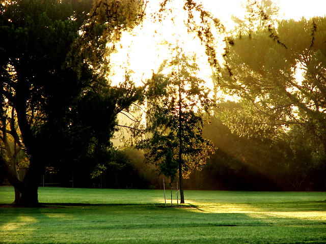 Sunbeams in the Park
