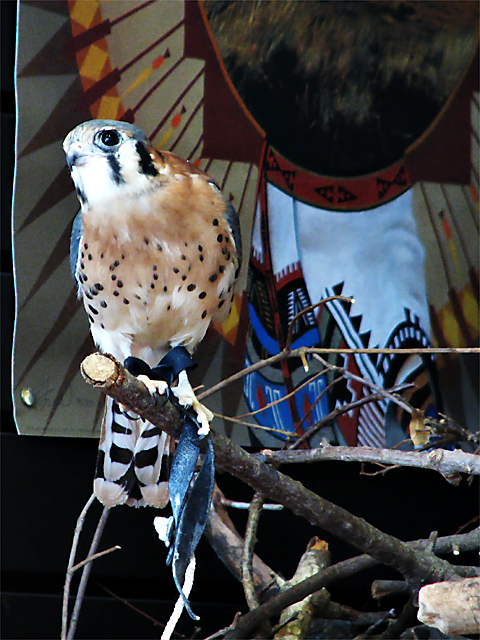 American Kestrel (Captive Specimen)