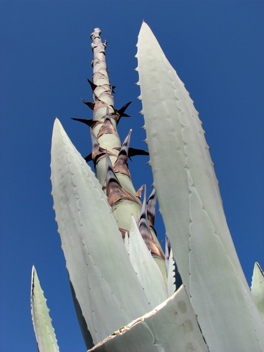 Blue Agave A-Budding