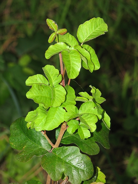 Poison Oak -- Mature and New Growth