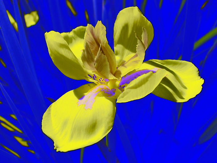 Fortnight Lily in Blue & Gold