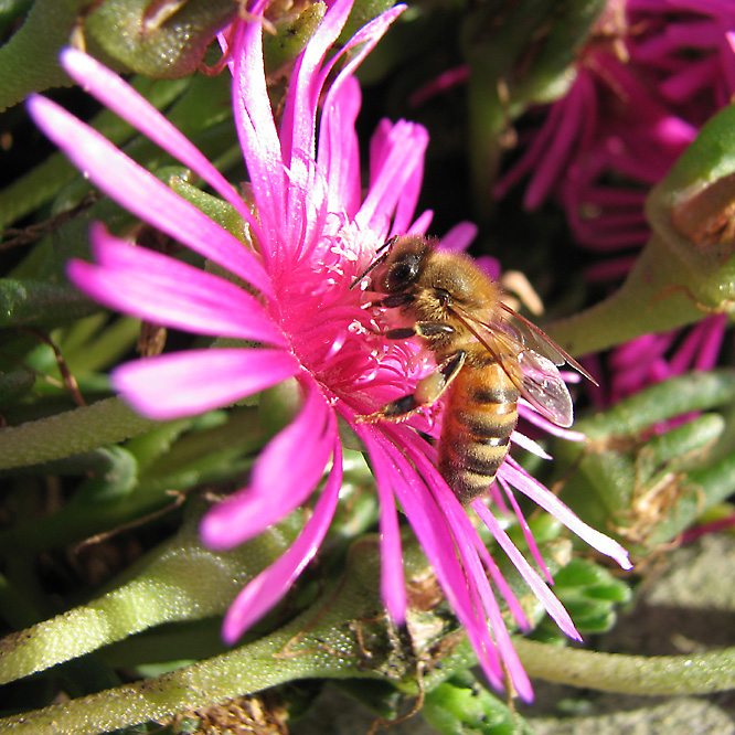 Bee on Iceplant