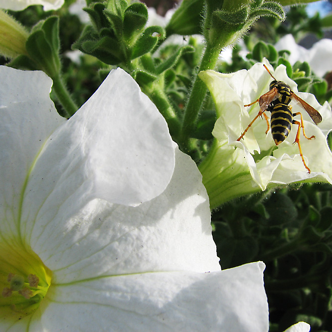 Wasp on Petunias