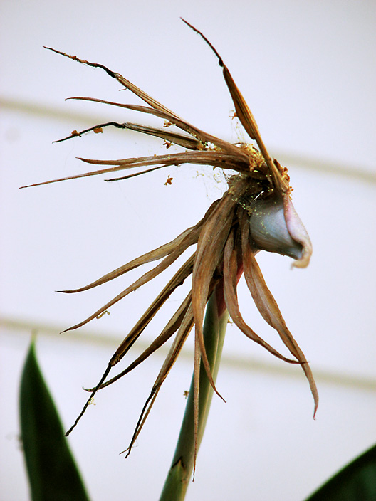 Bad Hair Day