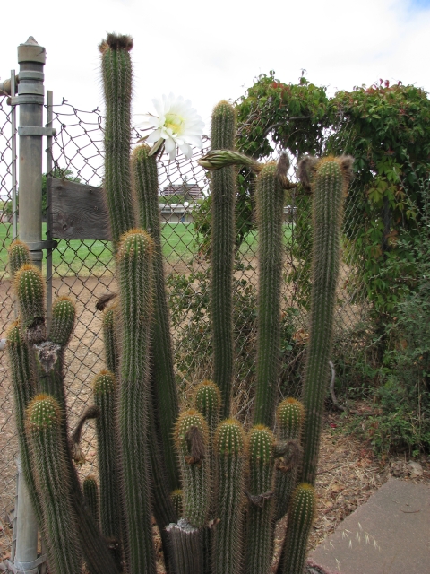 CactusLong_IMG_5207=640.jpg