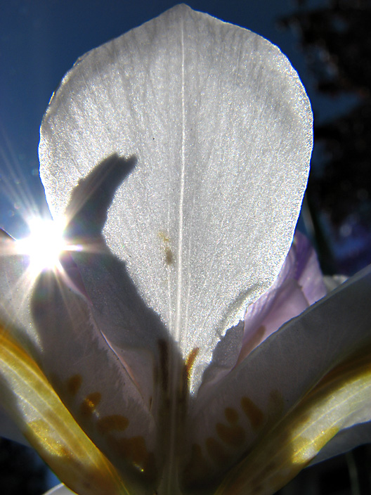 Lily in the Sun