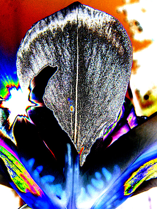 FLilySun_IMG_4506-psi-DPC8.jpg