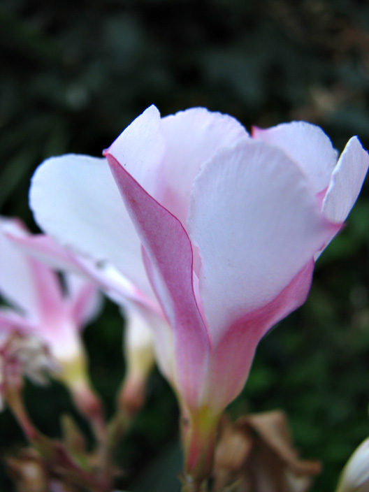 Oleander-Side_IMG_5291nDPC8.jpg