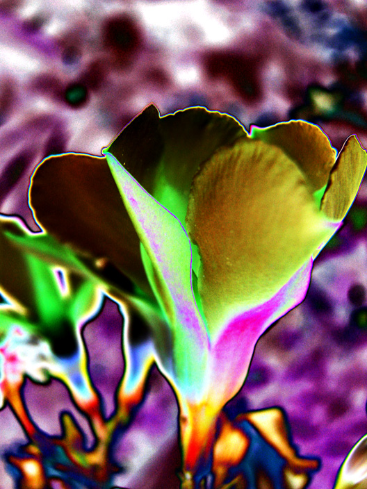 Oleander-Side_IMG_5291gDPC8.jpg