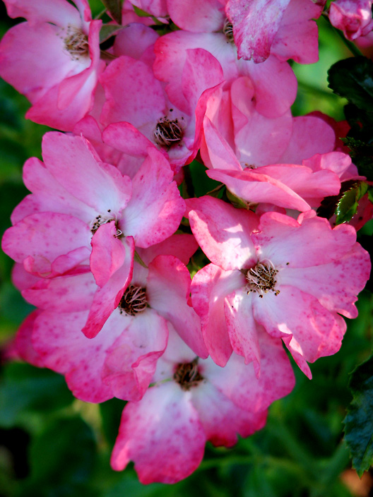 Cascade of Roses