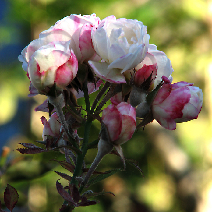 White Roses