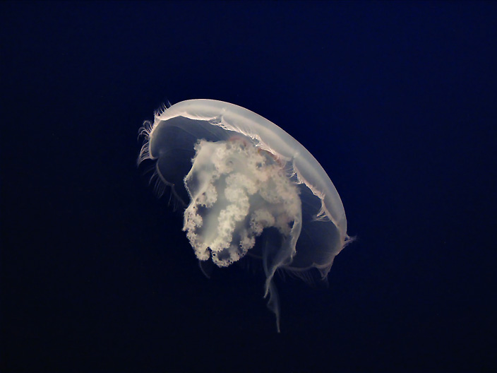 White Jelly