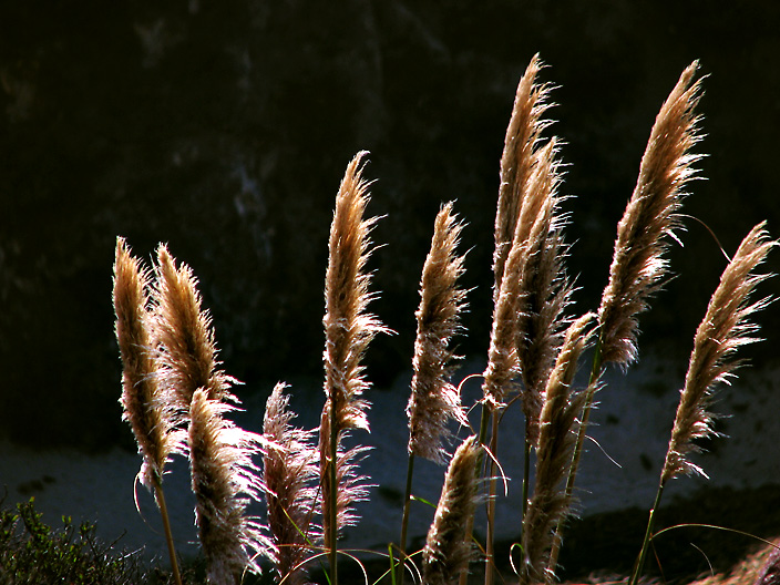 Pampas Grass