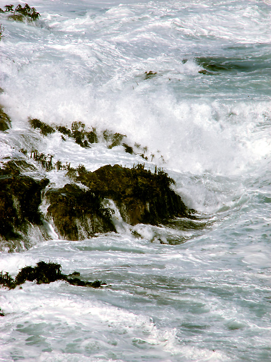 Sea Palms & Surf