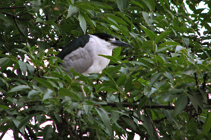 Black Crowned Night Heron