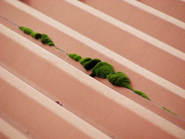 Mossy Roof