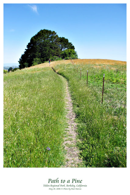 Path to a Pine