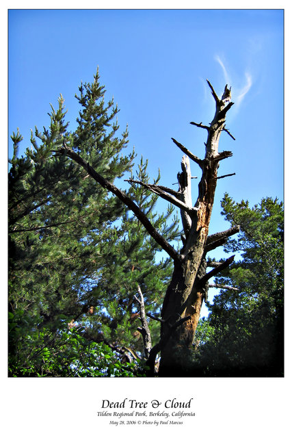 Dead Tree & Cloud