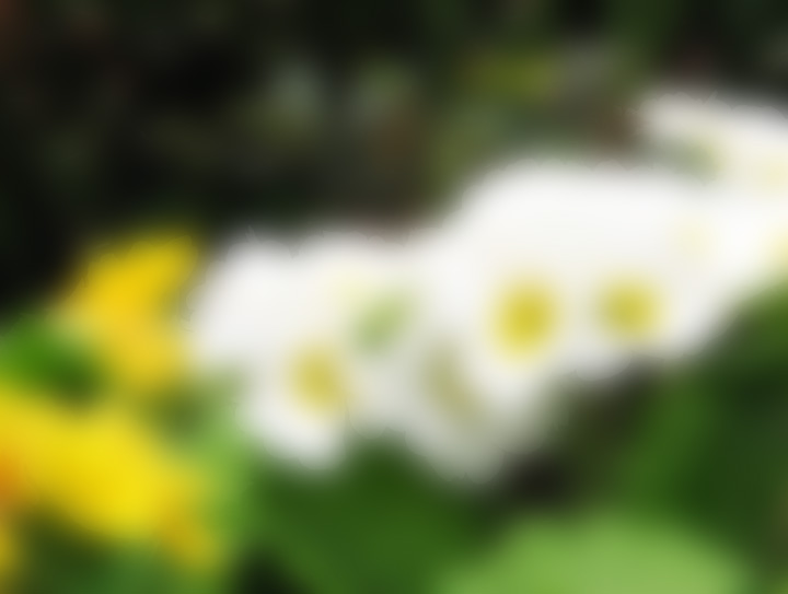 Down the Primrose Path