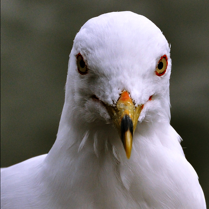 Bird_by_Prash_773570adjDPC8.jpg