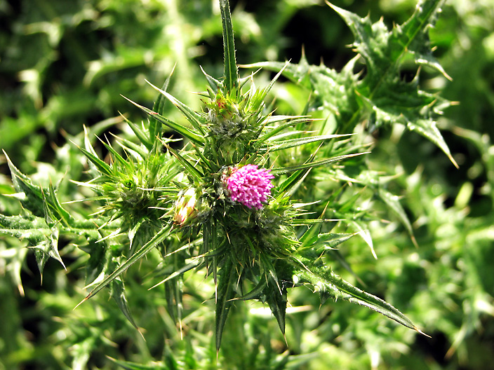 Thistle