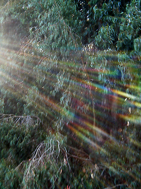 Blue Gums and Rainbow Rays