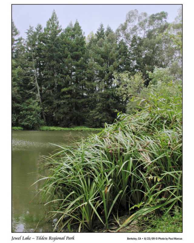 Jewel Lake – Tilden Regional Park