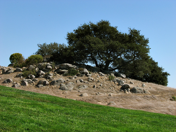 OakGrass_IMG_5675-DPC.jpg