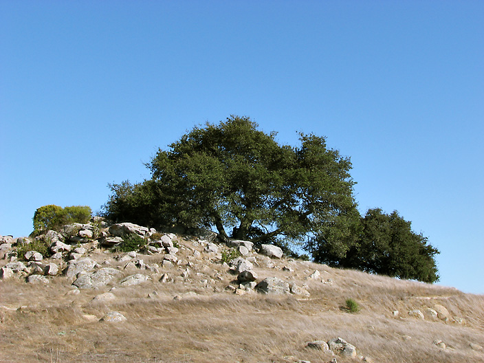 OakRocks_IMG_5705-DPC.jpg