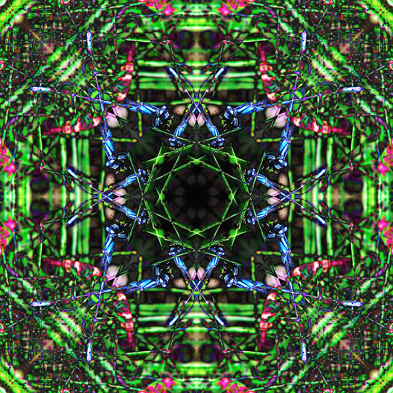 Damselfly_IMG_4268-sqFB2dpc.jpg