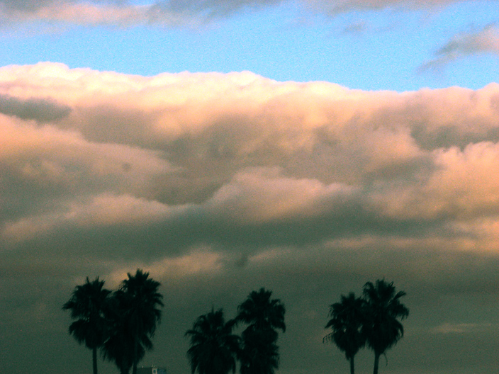 Palms and Clouds