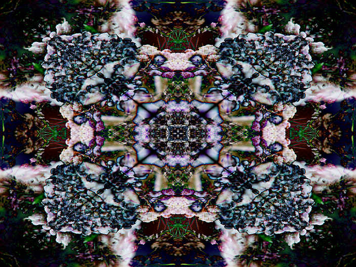 Inflor_IMG_6562-FBdif