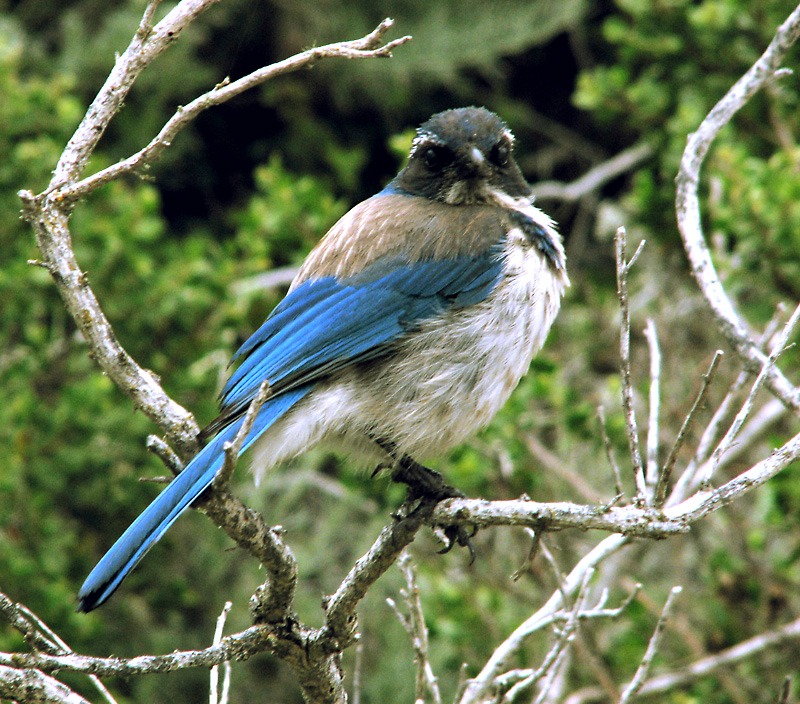 California Scrub Jay